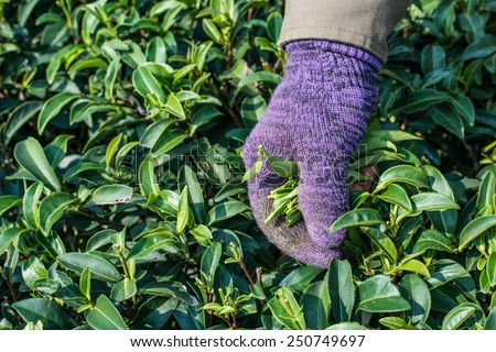 The worker hand pick up green tea leaves