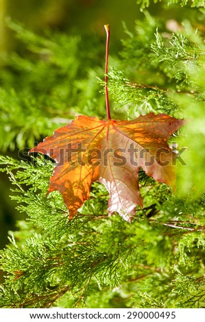 The maple leaf in autumn park