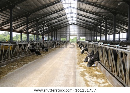 Cows On A Dairy Farm