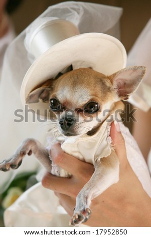 stock photo Little dog in a Wedding Clothes
