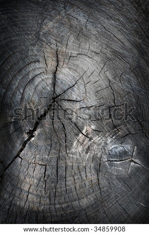Old tree cut texture