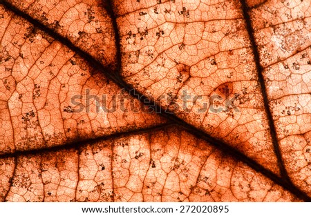 Detail of old red autumn leaf structure.