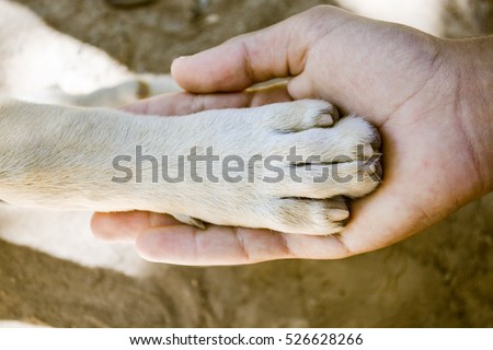 Dog Paw and Human Hand