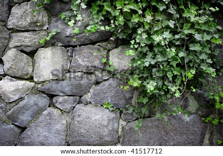 English Ivy Growing on Stone Wall