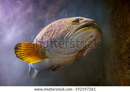 Aquarium fish at underwater world singapore