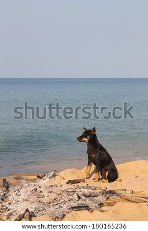 Dog in an extinct fire on the sandy beach