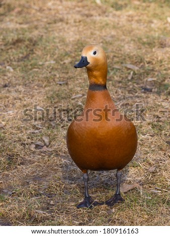 red duck with dark neck and a black beak