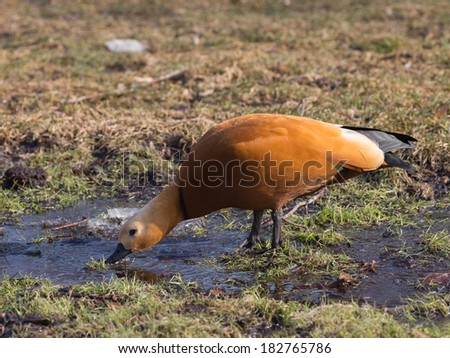 red duck with dark neck and a black beak drinking water