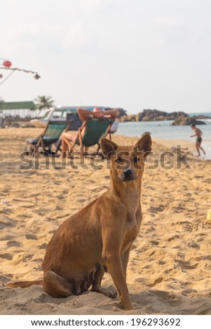 smart redhead good dog sitting on the beach