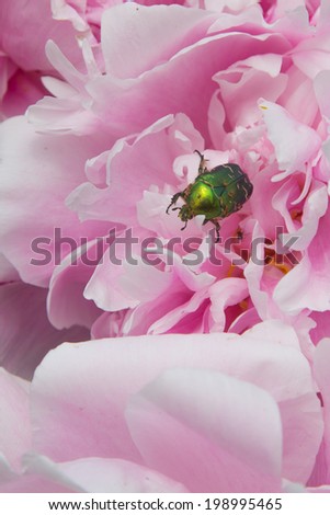shiny green beetle on a pink peony flower