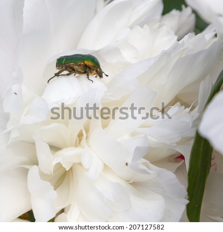 shiny green beetle on a white flower peony