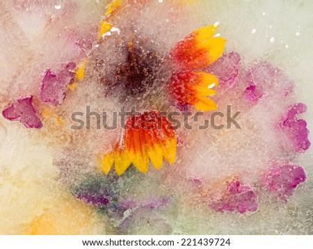 creative abstract bright flowers and ice with air bubbles
