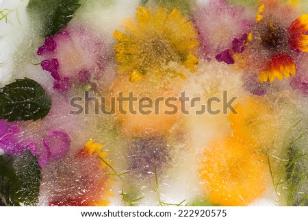 creative abstract colorful flowers and ice with air bubbles