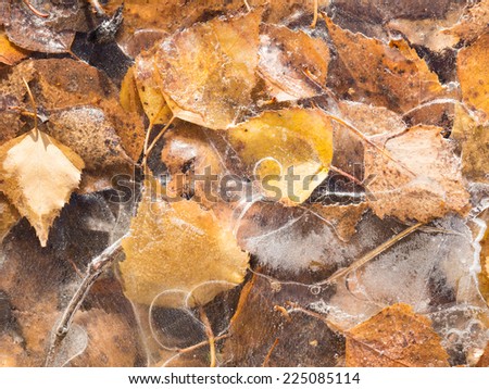 beautiful thin ice with fancy patterns on a puddle with yellow autumn leaves