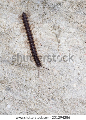 Black millipede runs on the gray granite stones in the Seychelles