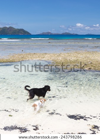two funny dogs playing in the clean and clear sea