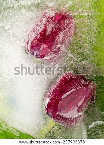 gentle beautiful red flowers tulips with green leaves frozen in ice with air bubbles beautiful vertical
