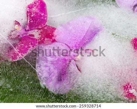 bright colors of pink and purple orchids on a green background frozen in ice with air bubbles horizontally