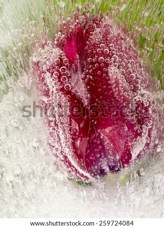 gentle beautiful red tulip flower frozen in ice with air bubbles beautiful vertical