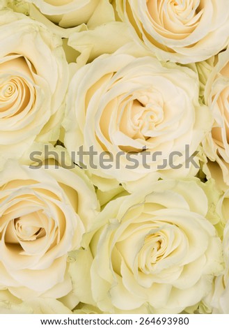 Vertical background of white roses with a delicate fresh scent of a beautiful