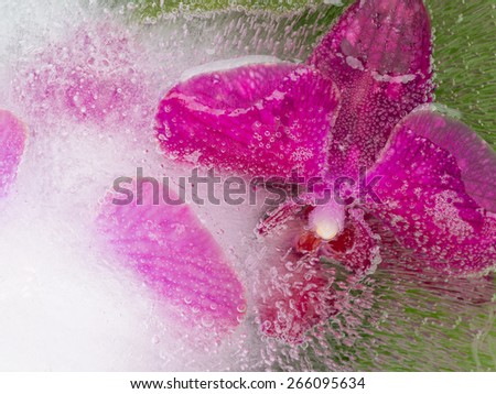 delicate flowers of pink and purple orchids on a green background frozen in ice with air bubbles horizontally