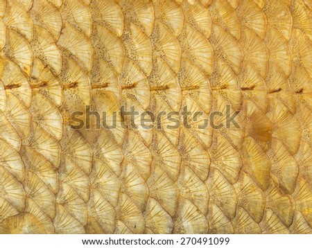 organic abstraction of beautiful golden fish scales with spots and rays