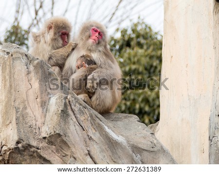 funny family calm Japanese monkeys sitting on a large rock and a monkey - mom looks at the photographer