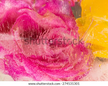 bright beautiful organic abstraction of delicate fragrant flowers purple and yellow roses, frozen water, a lot of air bubbles