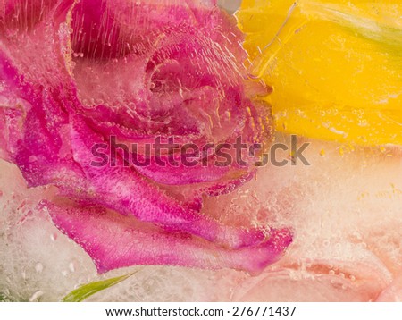 bright beautiful organic abstraction of delicate fragrant flowers purple and yellow roses, frozen water, and a lot of air bubbles