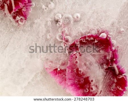 Frozen beautiful purple fragile abstraction of water, flower petals and bubbles of air