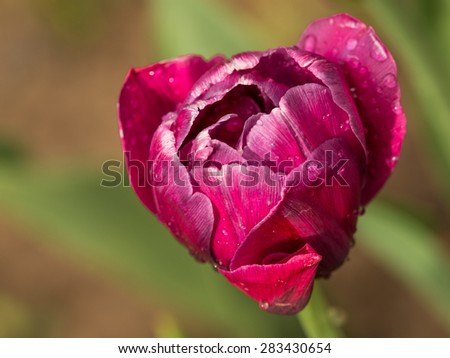 beautiful delicate flower gentle purple tulip with drops of water in a garden after a spring rain on a green background
