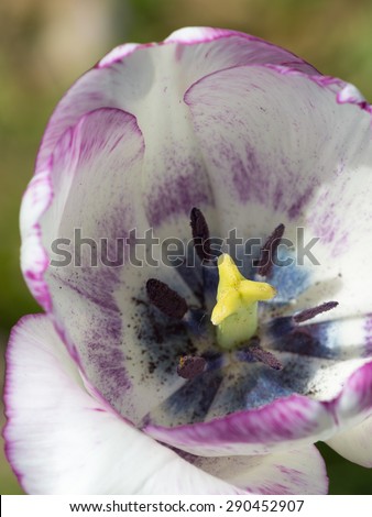 bright lilac-white tulip flower opened in the sun in early spring in the garden