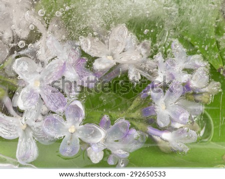 abstraction of delicate delicate purple lilacs, frozen in clear ice with air bubbles in the background of green leaves