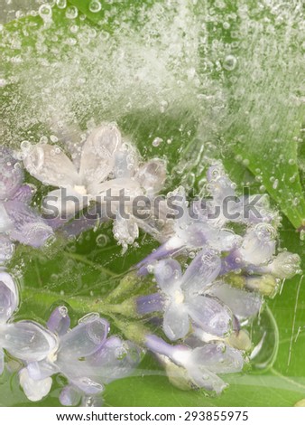 vertical abstraction of delicate fragile purple lilac, frozen in a transparent ice with air bubbles