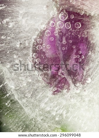 Vertical organic abstraction of ice, air bubbles and flower petals purple