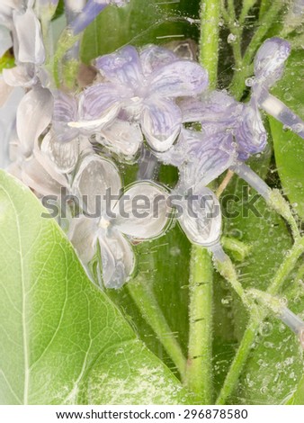 vertical abstraction of delicate purple flowers of lilac, frozen in clear water with air bubbles