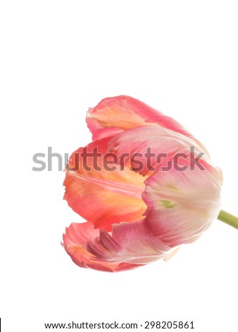 bright pink parrot tulip varieties on a thin long green stem isolated on white background vertical