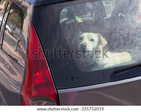 smart beautiful white dog looks kind eyes from behind the dirty glass because it is locked in a black car with red lights