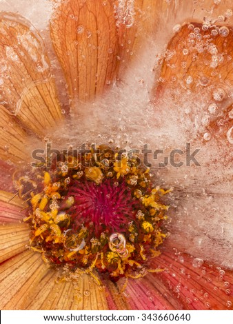 Bright abstraction with ice frozen in the ice beautiful orange-red autumn flower and a lot of air bubbles