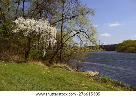 Flowering tree by the river