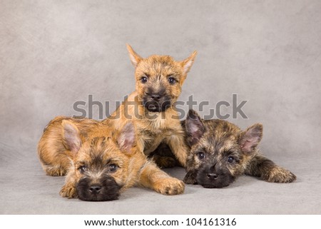 Cairn terrier dog puppy. Trio. Studio portrait.