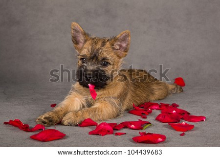 Cairn terrier dog puppy with rose petals. Studio portrait.