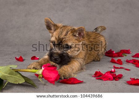 Cairn terrier dog puppy with rose petals. Studio portrait.