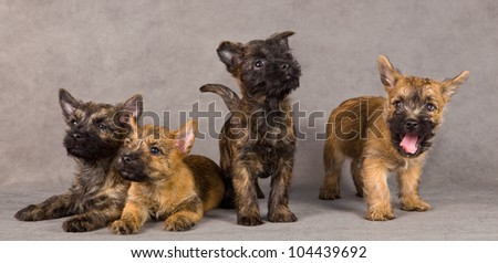 Cairn terrier dog puppy group. Studio portrait.