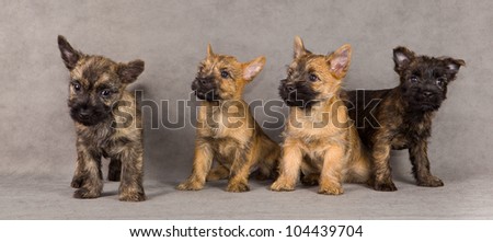 Cairn terrier dog puppy group. Studio portrait. Studio portrait.
