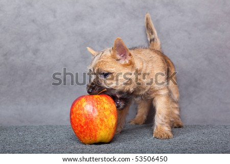 Cute puppy with apple.
