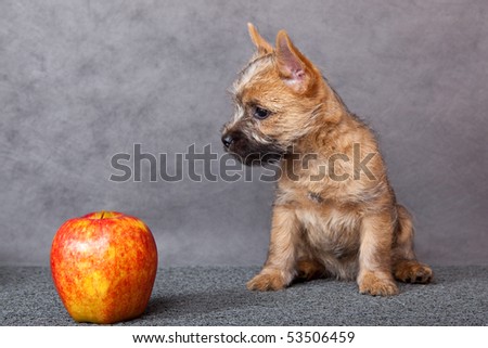 Cute puppy with apple.