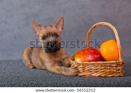 cairnterrier puppy with fruits