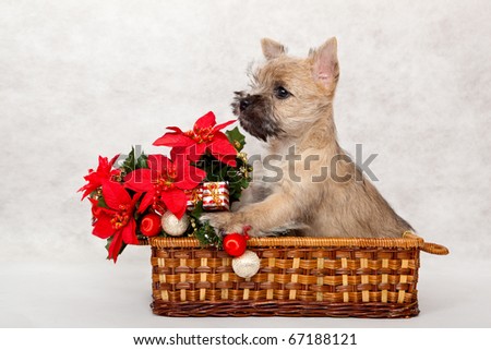 Studio portrait of cairn-terrier puppy.