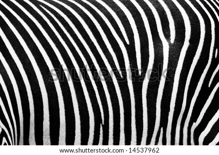 stock photo : Black and white texture of zebra skin